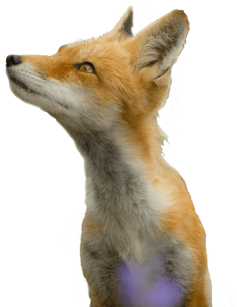 little fox looking up to the left