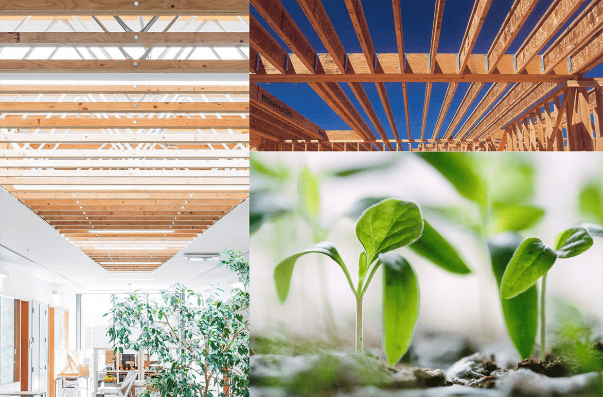 =roof framing, decorative ceiling support beams, and seedlings growing.